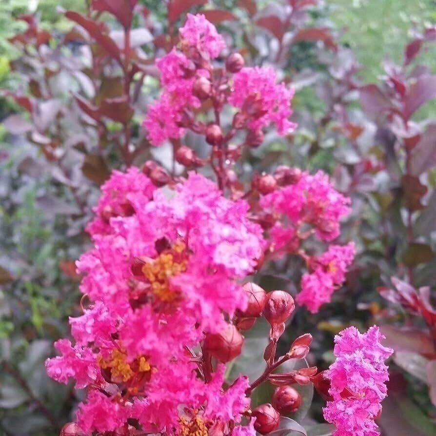 Crape Myrtle Raspberry Sundae | 2 Inch | Lagerstroemia indica | Summer Blooms