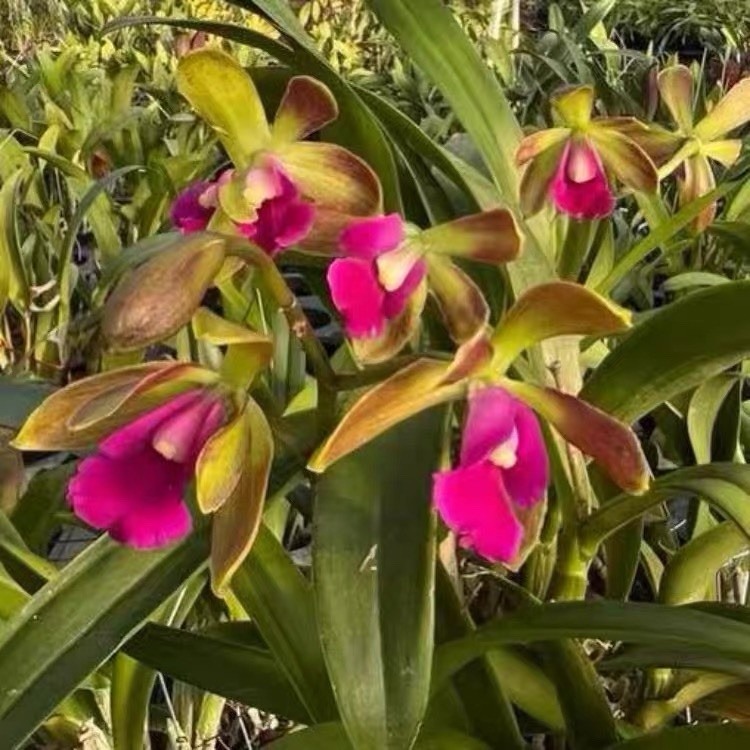 Robertsara Green Wonder Orchid Blooming Size Exact Plant Rare Cattleya Hybrid