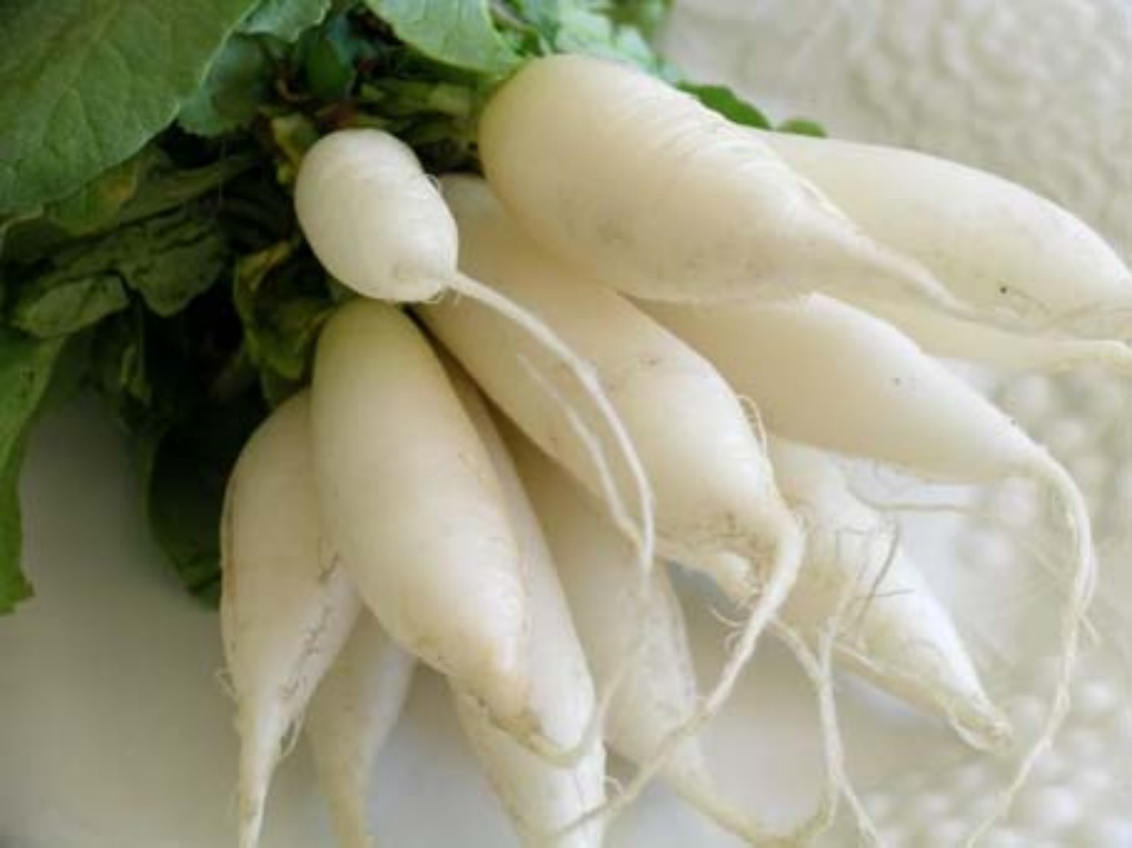 400+ Radish Seeds- White Icicle Heirloom- $1.69 Max Shipping/order!