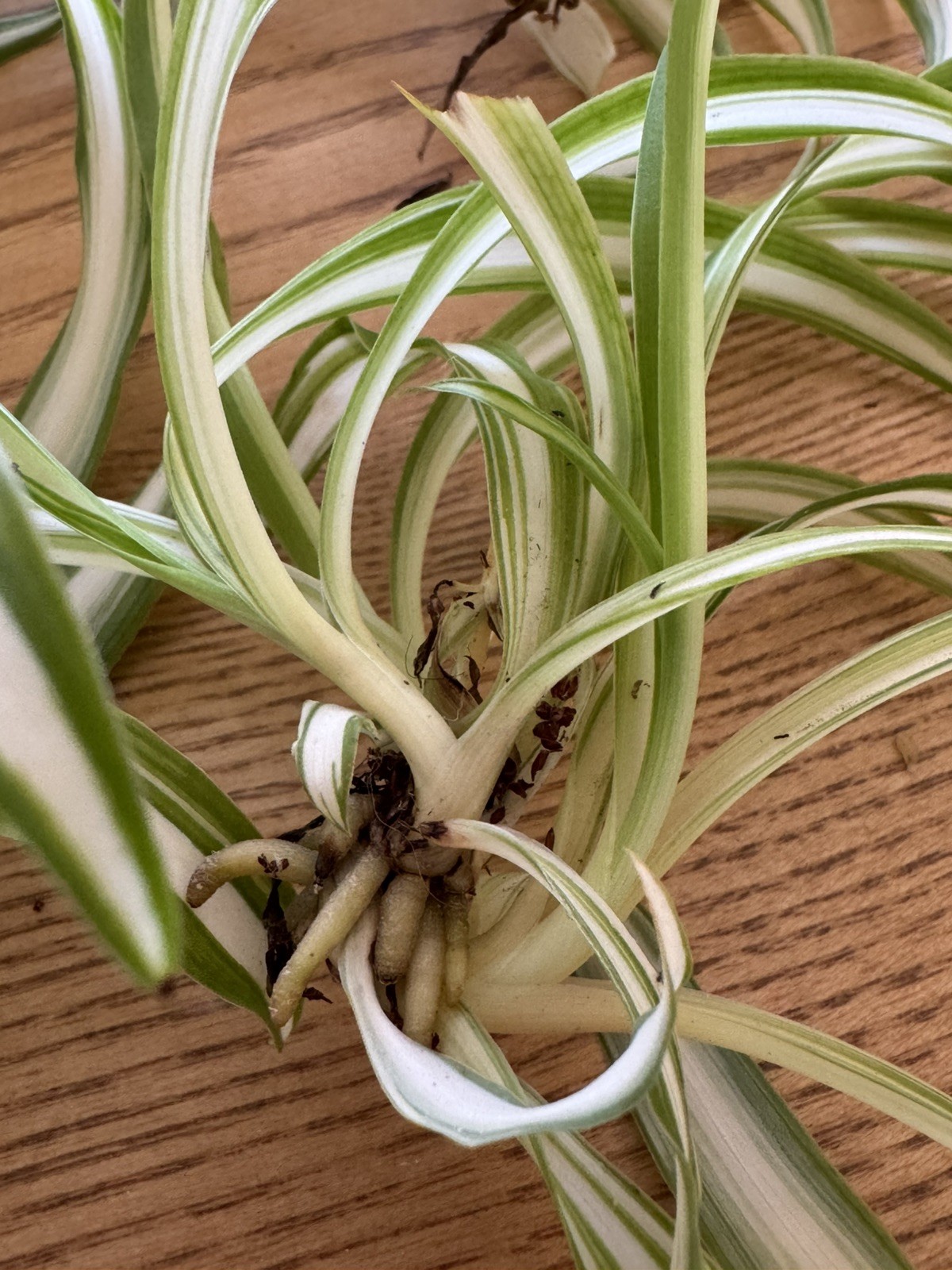 5 Spider Airplane Plants Rooted Starts / Variegated / Live Plants