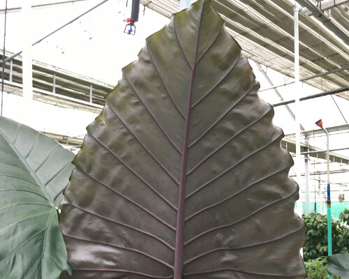 **SUMO**Alocasia Elephant Ear **Rooted Starter Plants**USA SELLER**