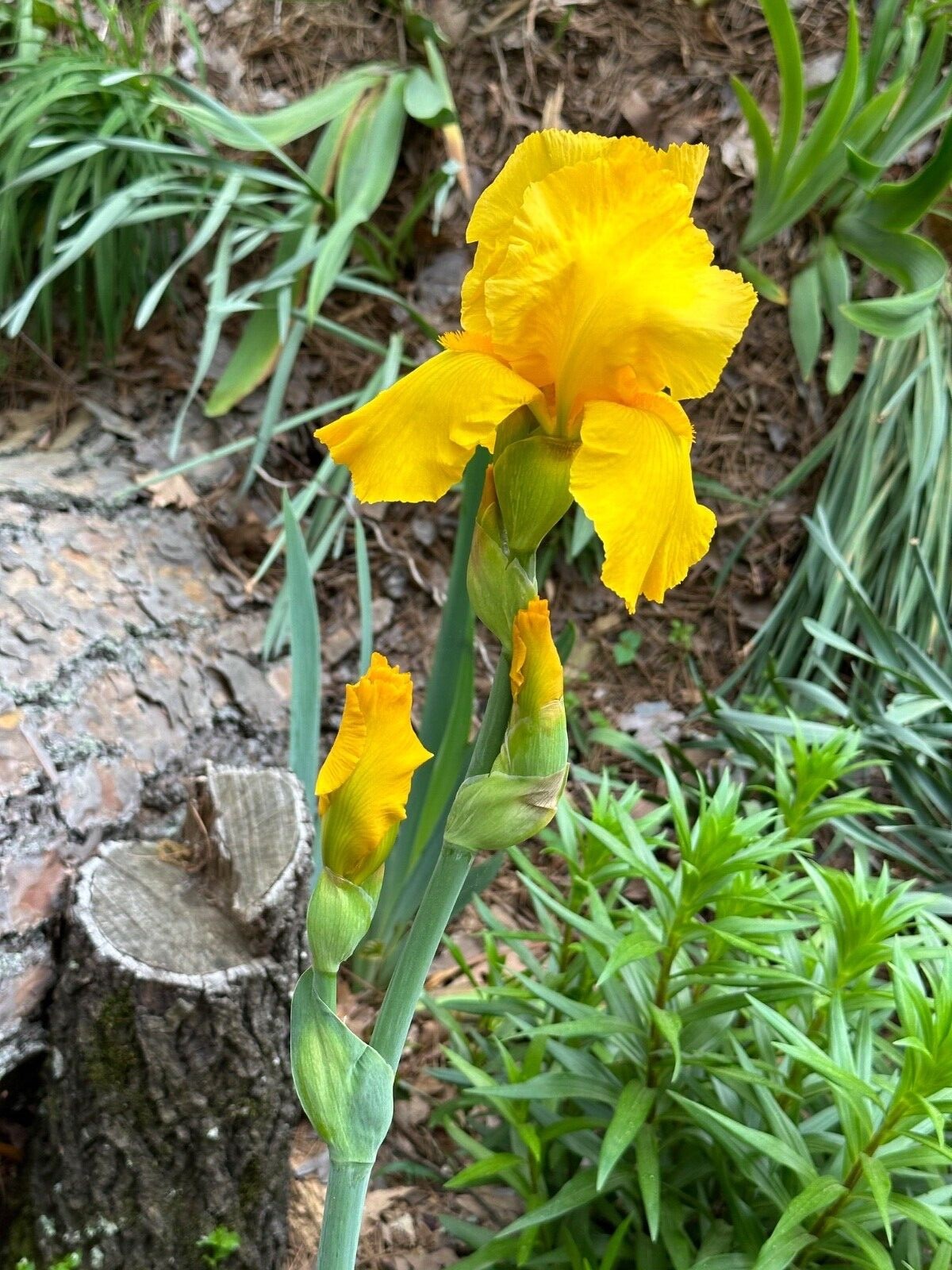 1 yellow Bearded Iris Rhizome root ~ Bulb ~ Reblooming Rhizomes ~ Tall Heirloom