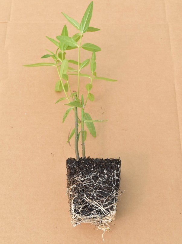 Set 2 Red Milkweed Live Starter Plant – 3-8″ Tall – Swamp Milkweed Plant