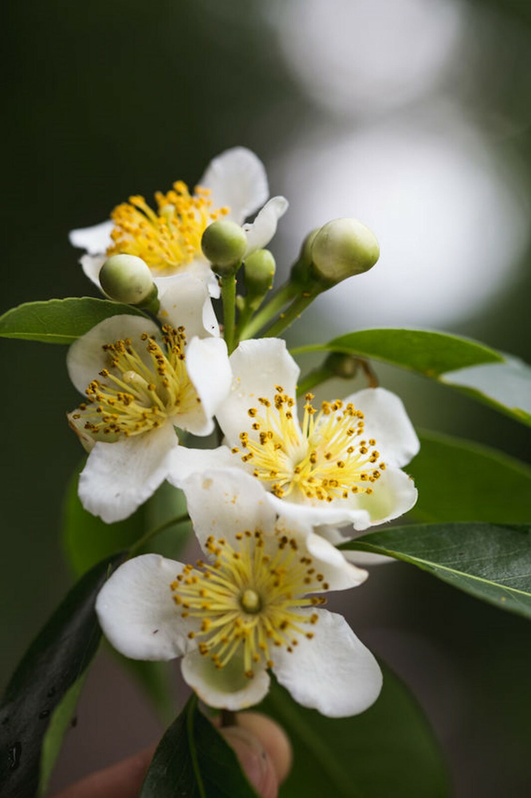 Camphor Tree Cinnamomum camphora Seeds! Aromatic Evergreen