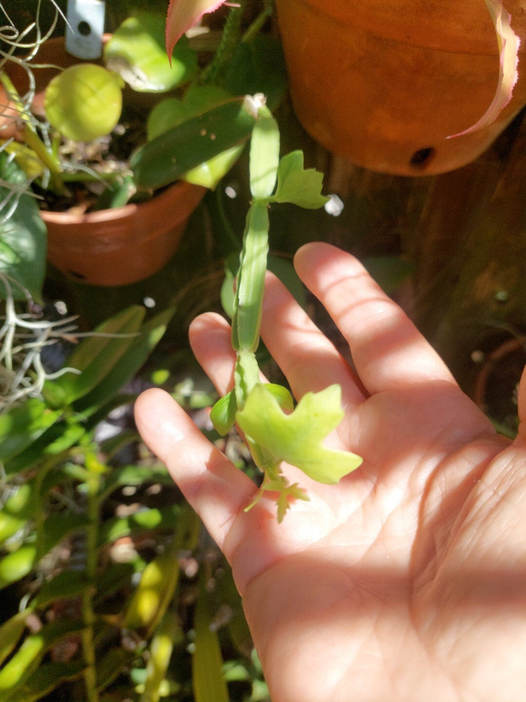Cucumber Cactus, Devil’s Backbone, Adamant Creeper, Pirandai, Veldt Grape Plant