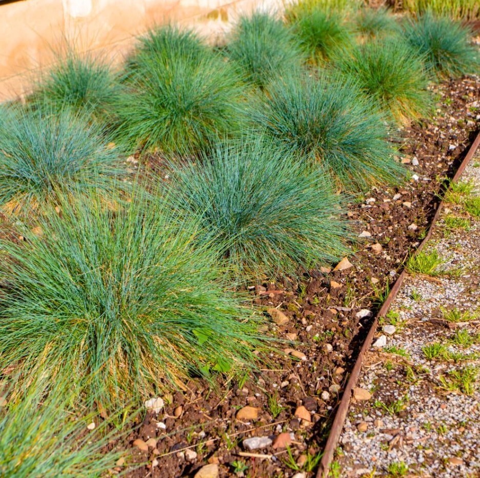 Set 2 Blue Fescue Grass Plants Live in a 4″ Pot- Groundcover Fescue Grass Plant