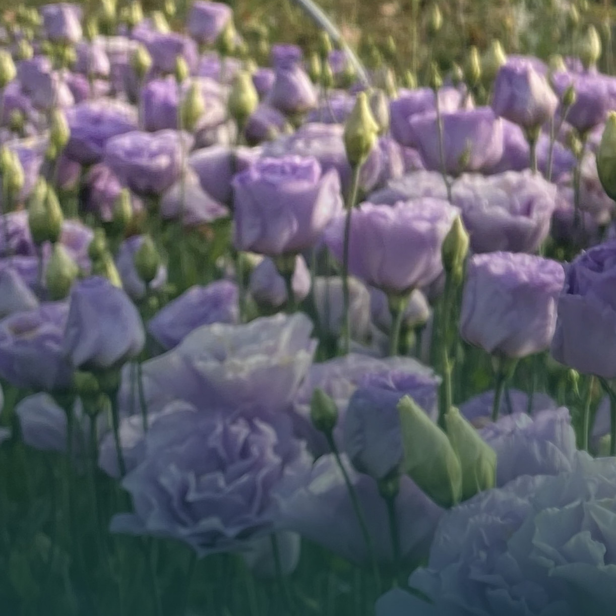Lisianthus Live Plant, Well Rooted Plugs, Wonderful Color Collections