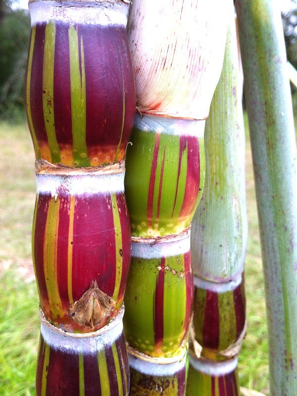 Buddha Belly Sugarcane plant, Sugar Cane. Large Size