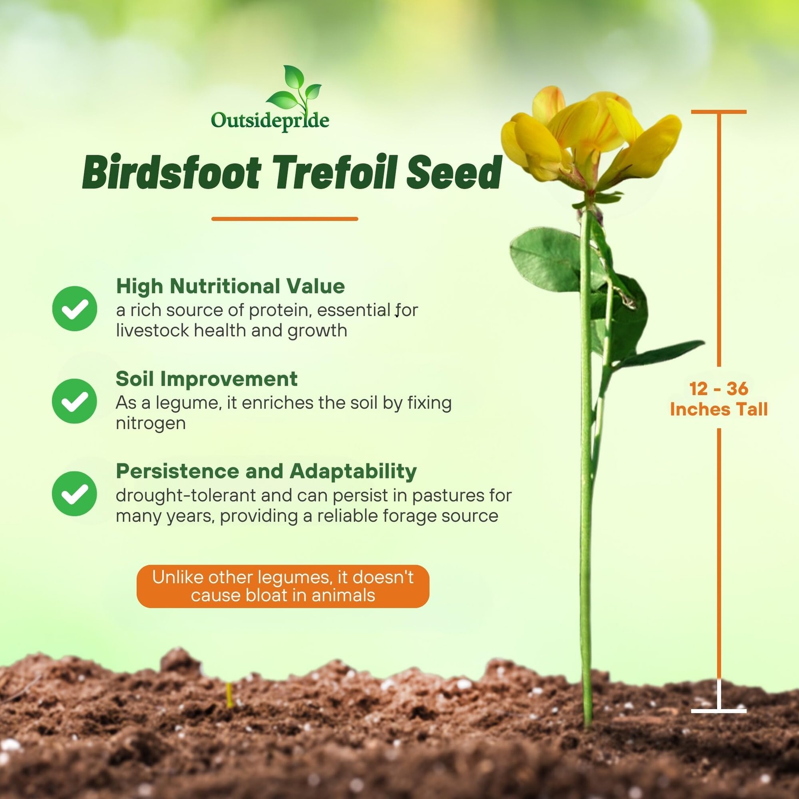 Perennial Birdsfoot Trefoil Seed 1 lb Nitrocoated Winter Hardy Forage Legume