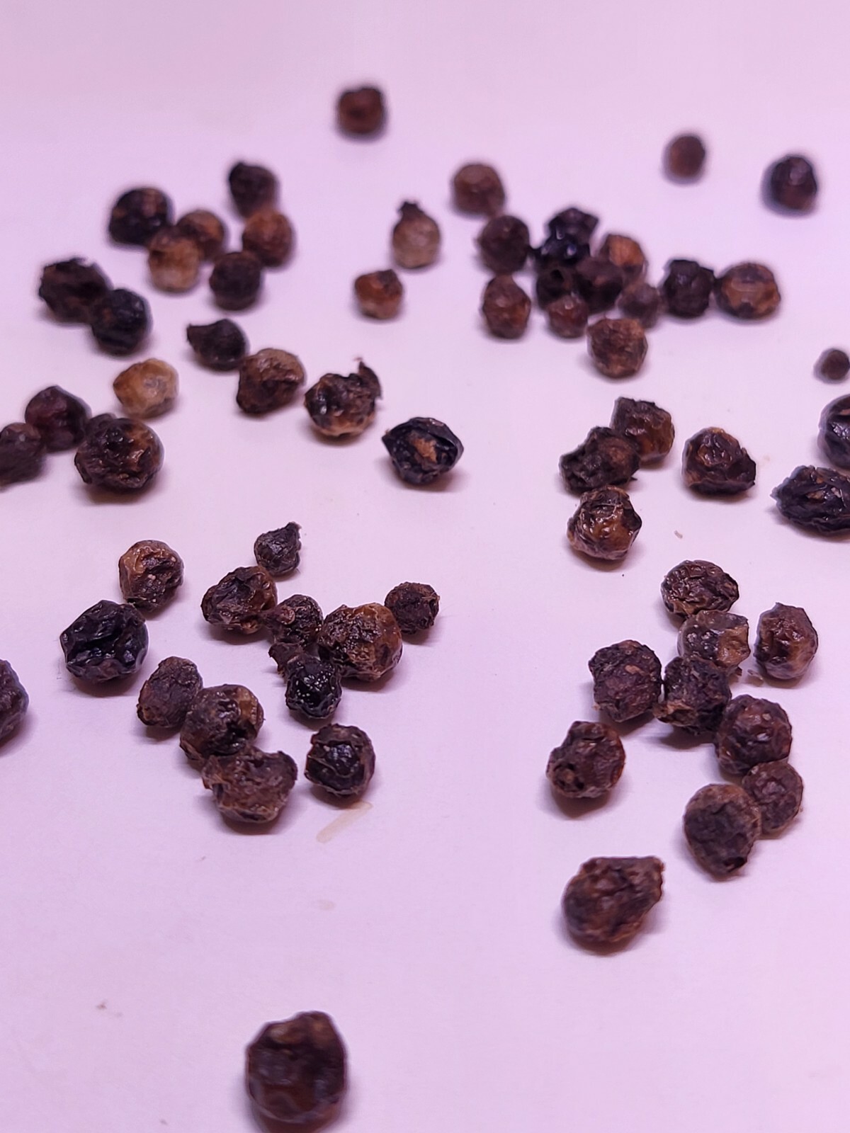 Orange Yellow Lantana Camara.100 seeds.
