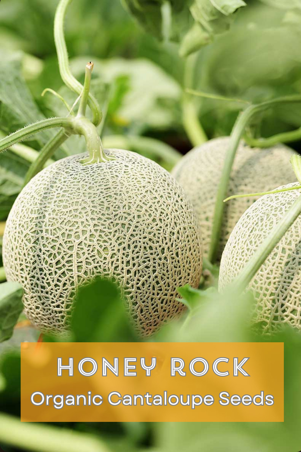 SUMMER SURVIVAL GARDEN ⭐ Homestead Collection ⭐ 18 Heirloom Herb & Veggie Seeds