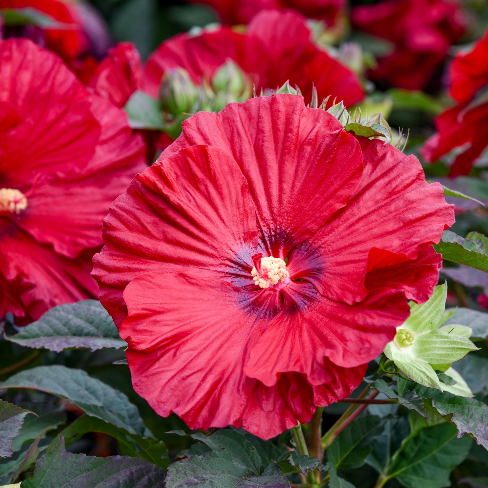 bush hibiscus GARNET GLOBES new flower hardy 2.5″ pot = 1 Live Potted Plant