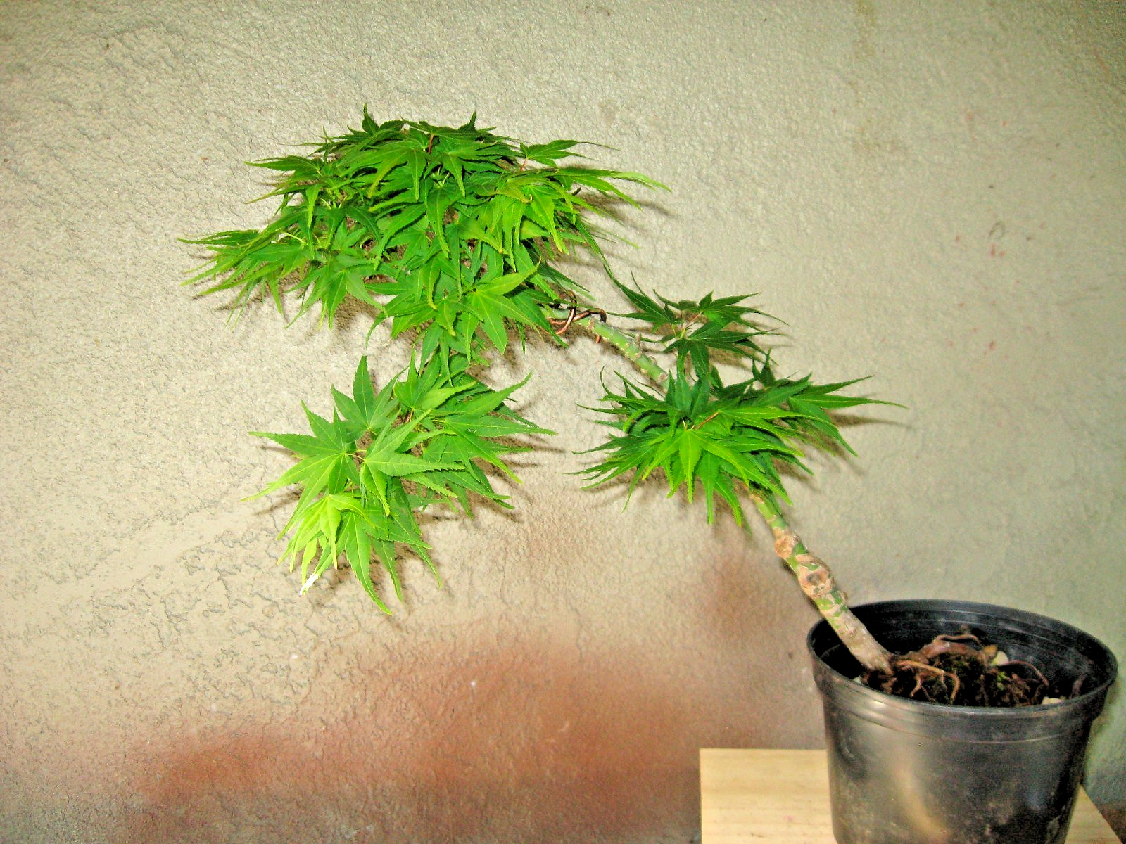 BONSAI GRAFTED JANANESE MAPLE YATSUBUSA