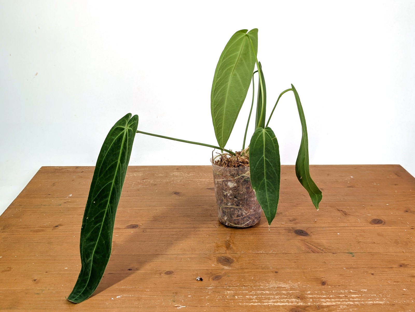 Anthurium Warocqueanum Narrow – Exact Plant #19C