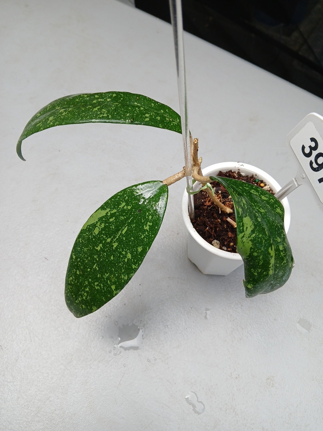 #397- HOYA VIETNAM SPLASH LIVE PLANT, LARGE LEAF,
