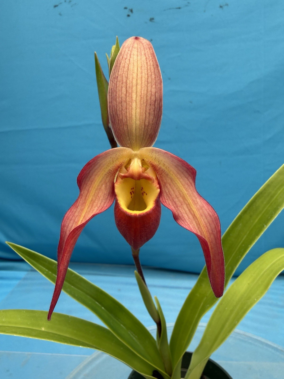 Phragmipedium Vittabess Orange Red Yellow Orchid Hybrid Tall Spikes 4” Pot
