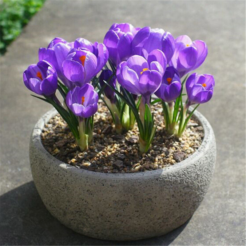 20 SEED PACK for Germination of Exotic CROCUS plant bloom bush flower garden bed