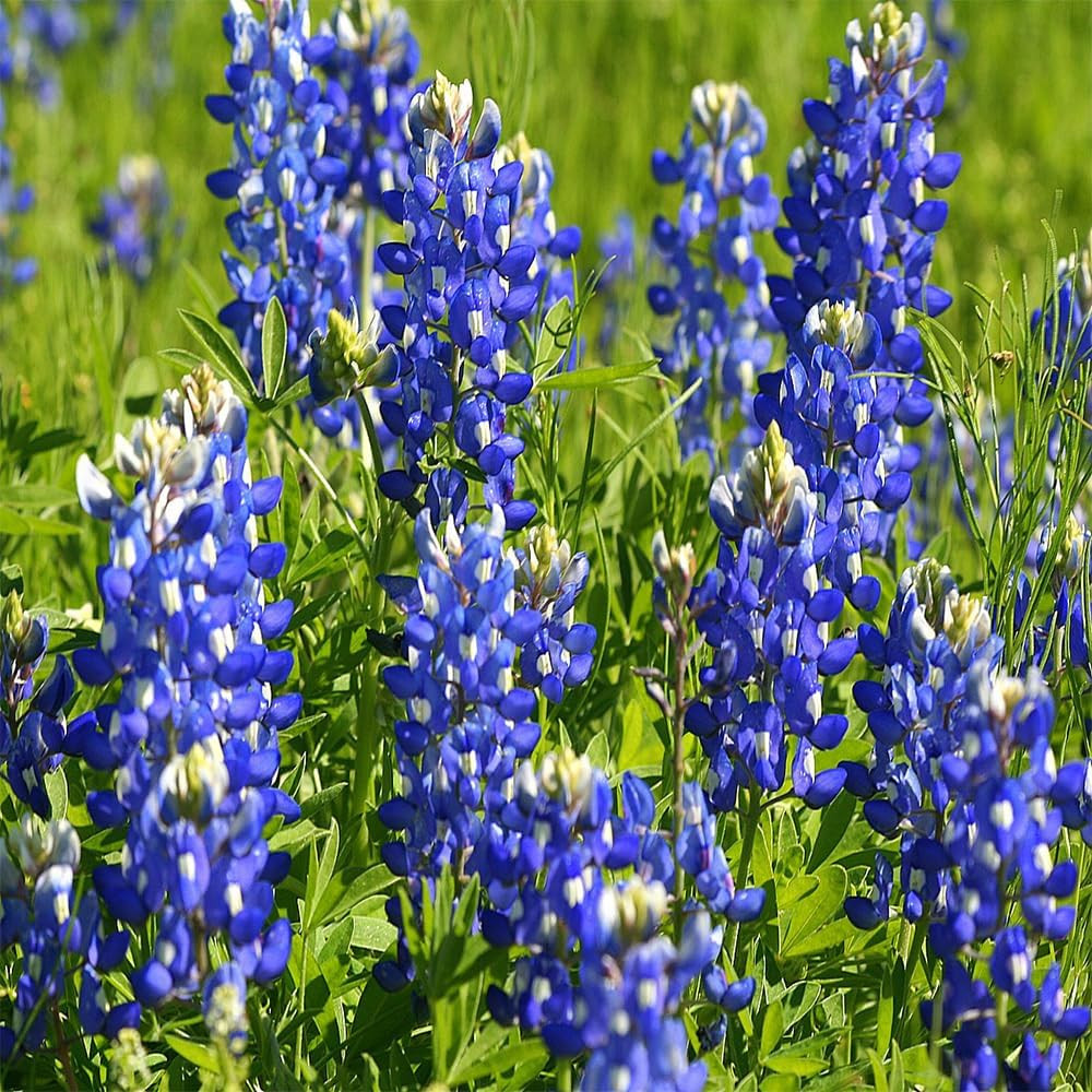 750+ Texas Bluebonnet Wildflower Seeds for a Stunning Home Garden