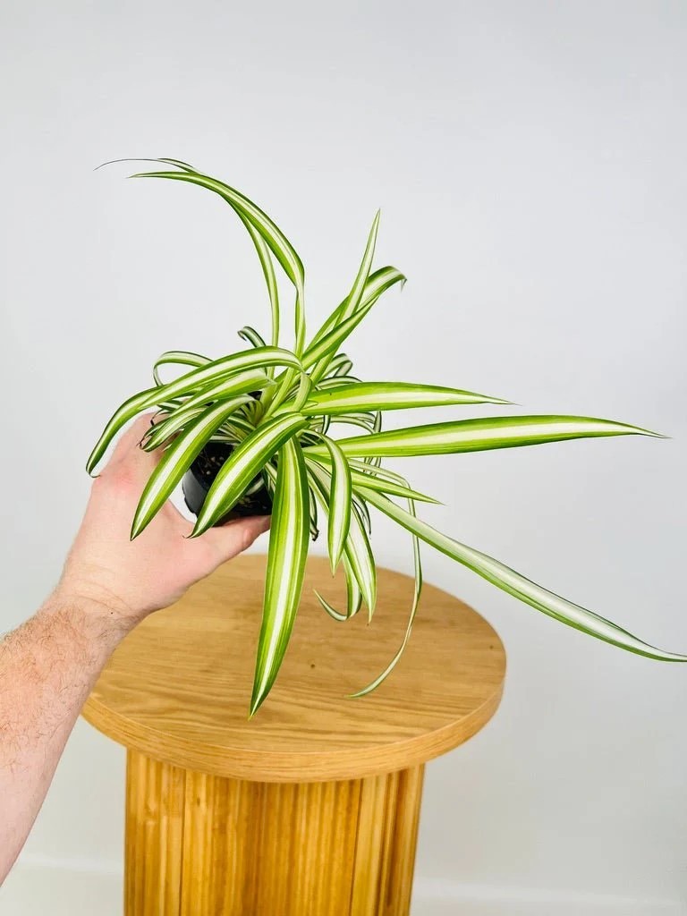 Chlorophytum Spider Variegated Live House Plants