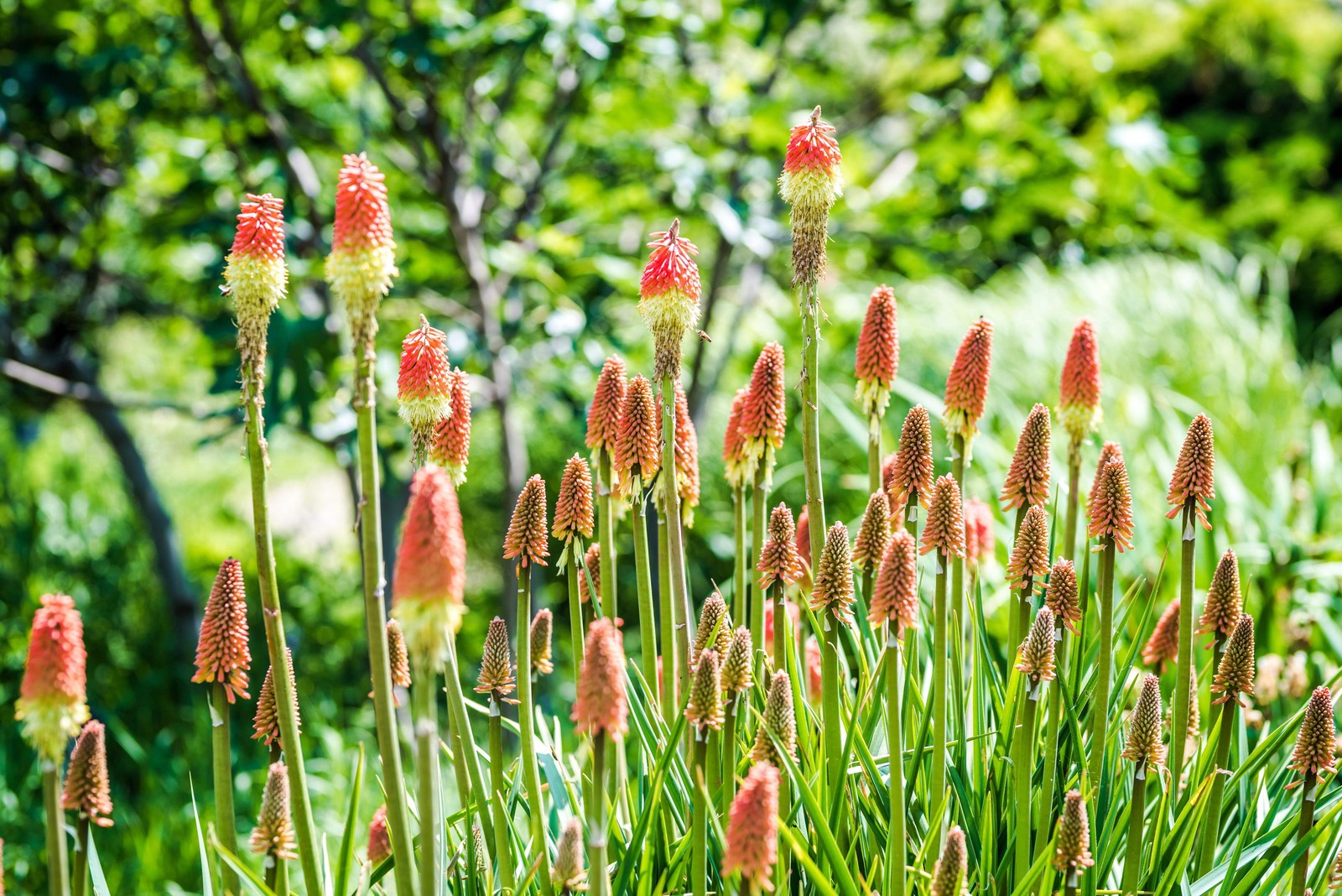 50 TORCH LILY Red Hot Poker / Tritoma / Kniphofia Uvaria Flower Seeds