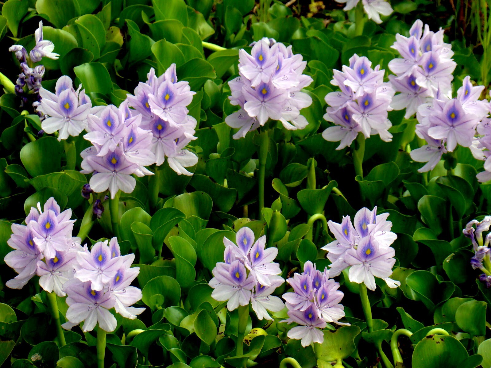 Live Water Hyacinth Tropical Aquatic Surface Pond Plant
