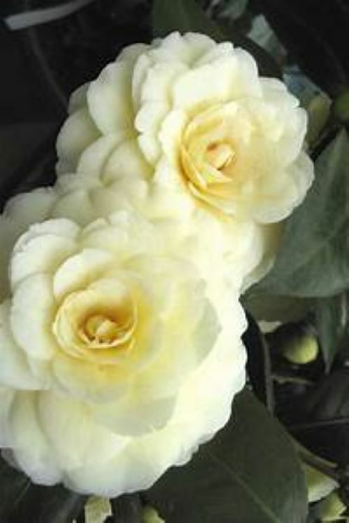 **LEMON GLOW*Unique Bloom**Camellia Japonica-Live Starter Plant -USA SELLER