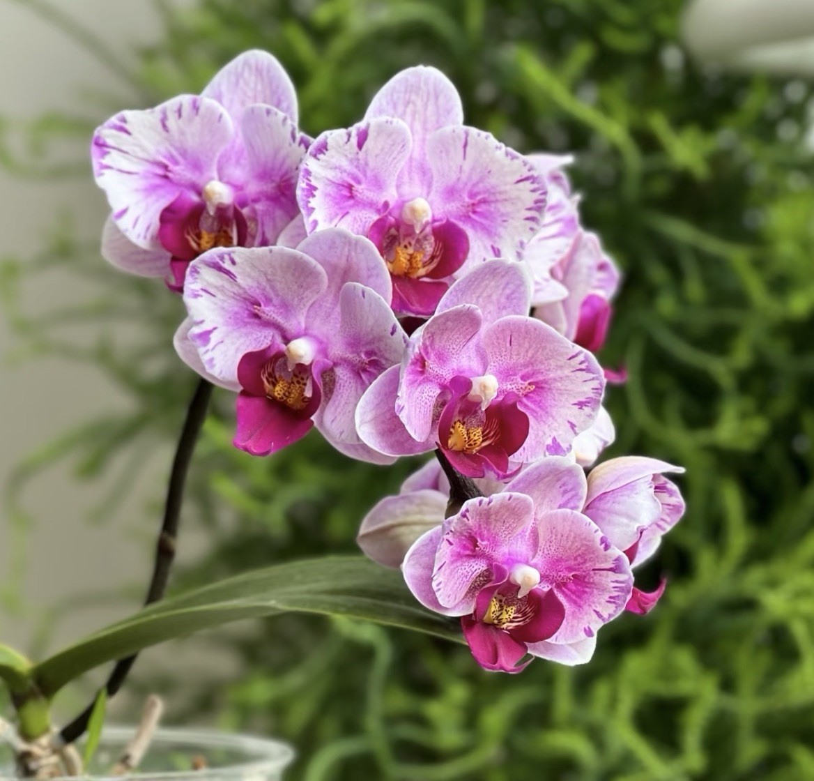 Phal. Miki Splash Butterfly, beautiful flowers, multiflora