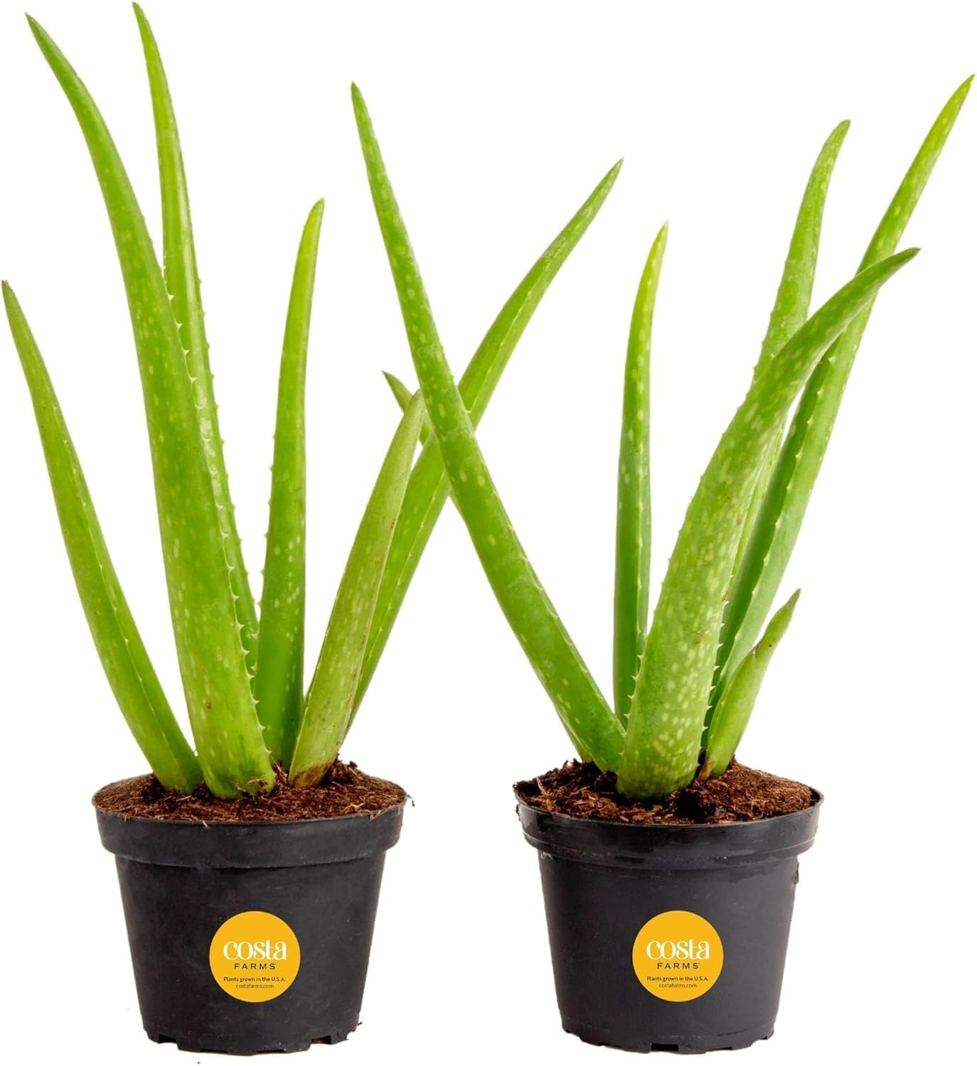 Aloe Vera Live Plants in Plastic Pots, Easy to Maintain, Air Purifying Indoor Su