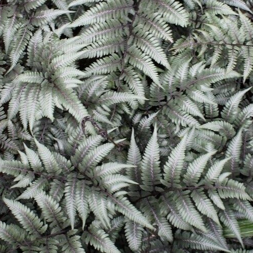 Japanese Painted Fern mix of best hybrids 500+ spores (seeds)