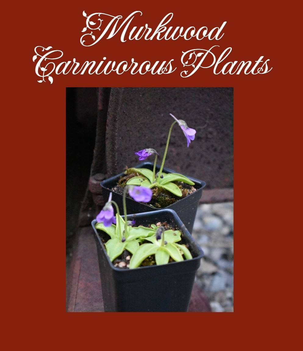 Pinguicula vulgaris var Macroceras Horned Temperate Butterwort 20 FRESH SEED