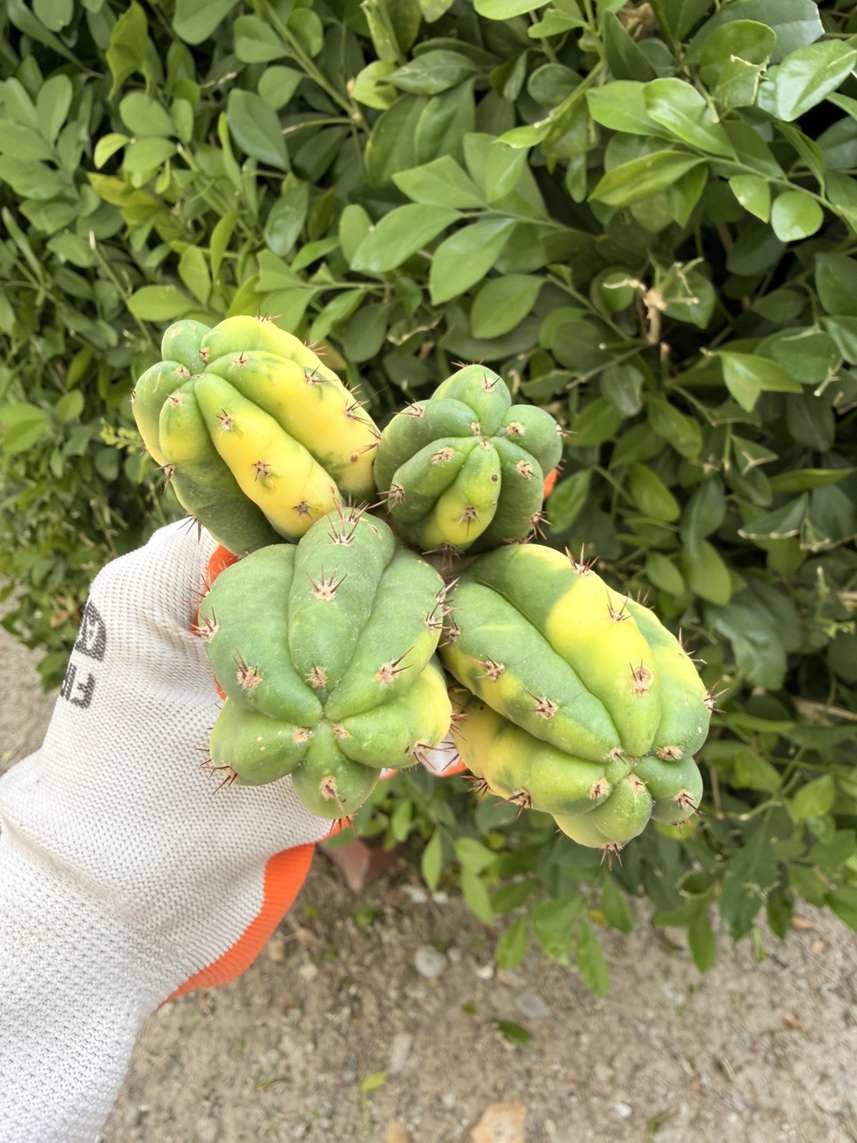 Rare Variegated Multi Headed Cactus Cluster Grafted