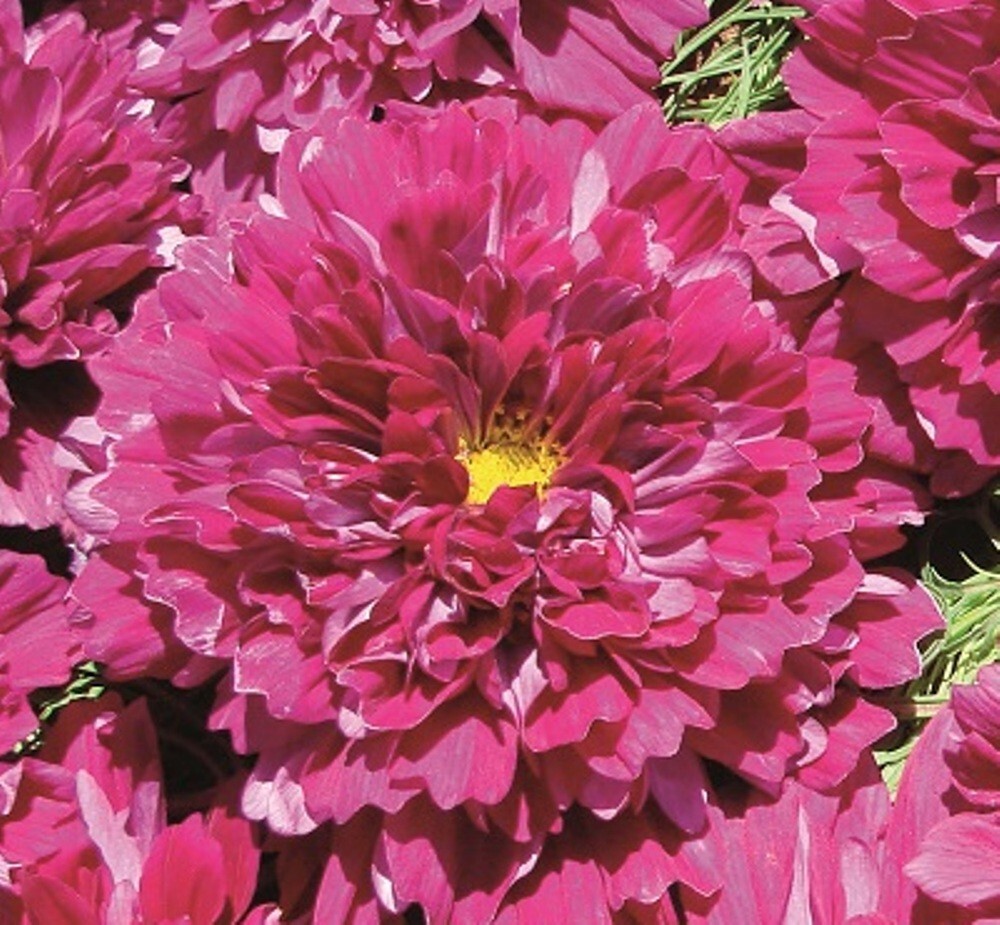 Cosmos Cranberries Double click – 25 Seeds – Frazzled Petals – C. bipinnatus