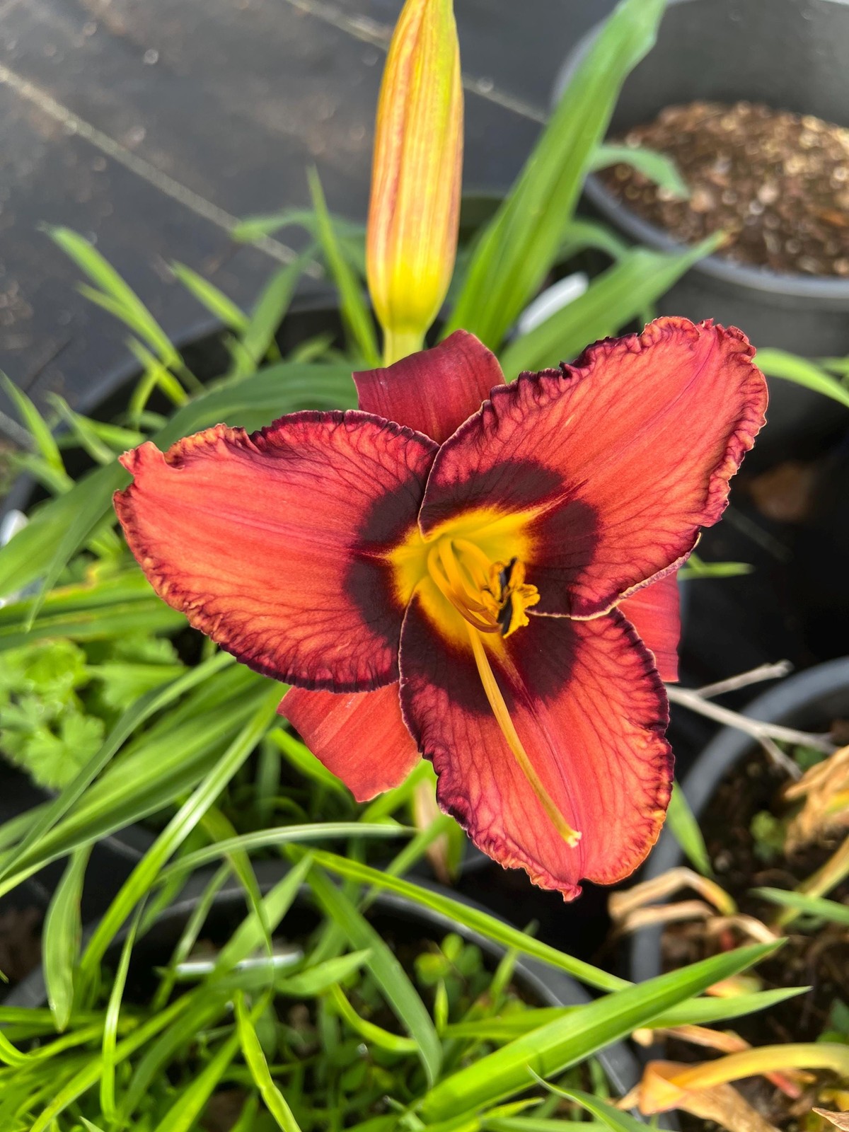 PLUM PERFECT Ruffled Eyezone Rebloomer Hemerocallis / Daylily Bare Root Plant