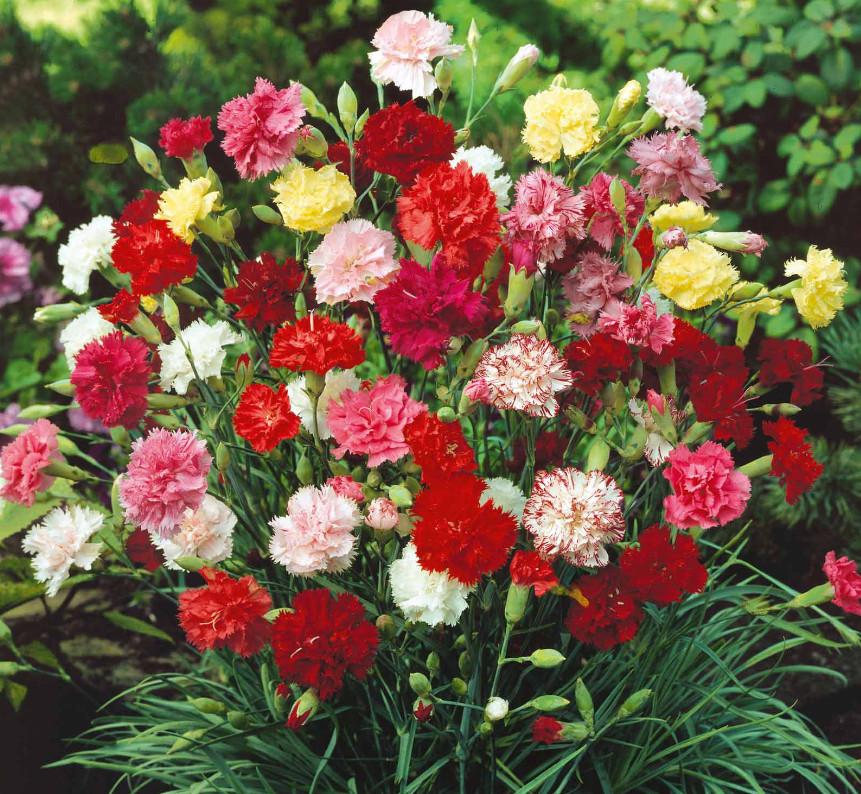 Carnation GRENADIN DOUBLE Mix Pollinators Fragrant Cut Flowers Florist 200 Seeds