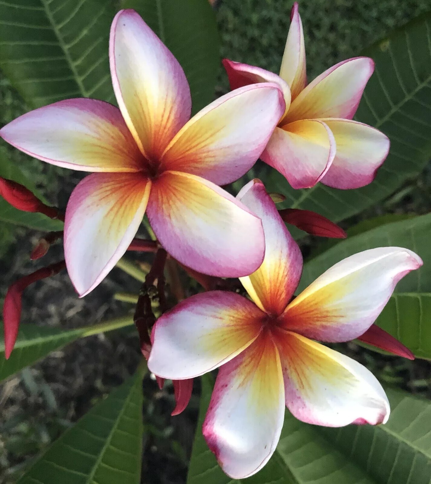 5 Pink Yellow Whit Plumeria Seeds Perennial Flowers Flower Frangipani US SELLER