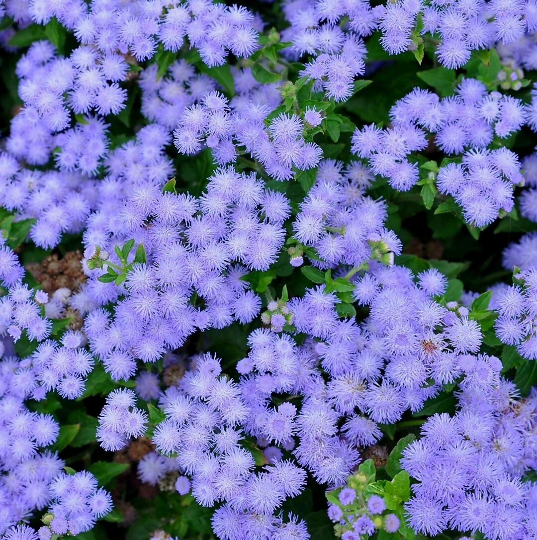 3200 Ageratum Seeds Flossflower Dwarf Blue Mink Houstonianum Blue Mistflower See