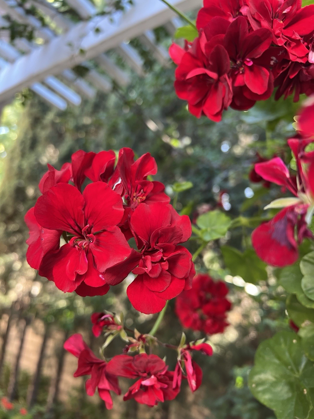 5 Cuttings True Red Ivy ‘Geranium’ Pelargonium 6″