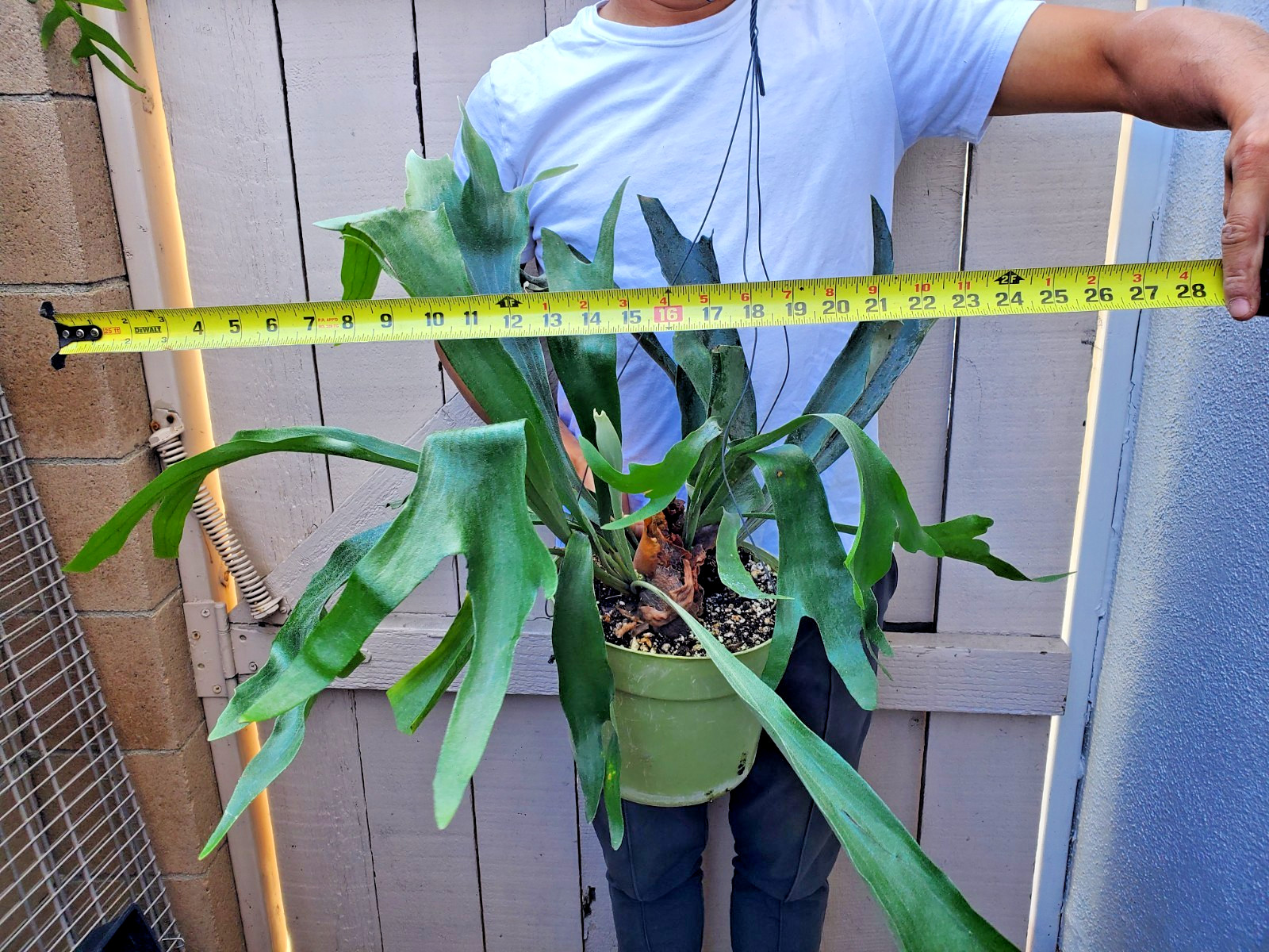 Platycerium bifurcatum Dutch Staghorn Fern Plant