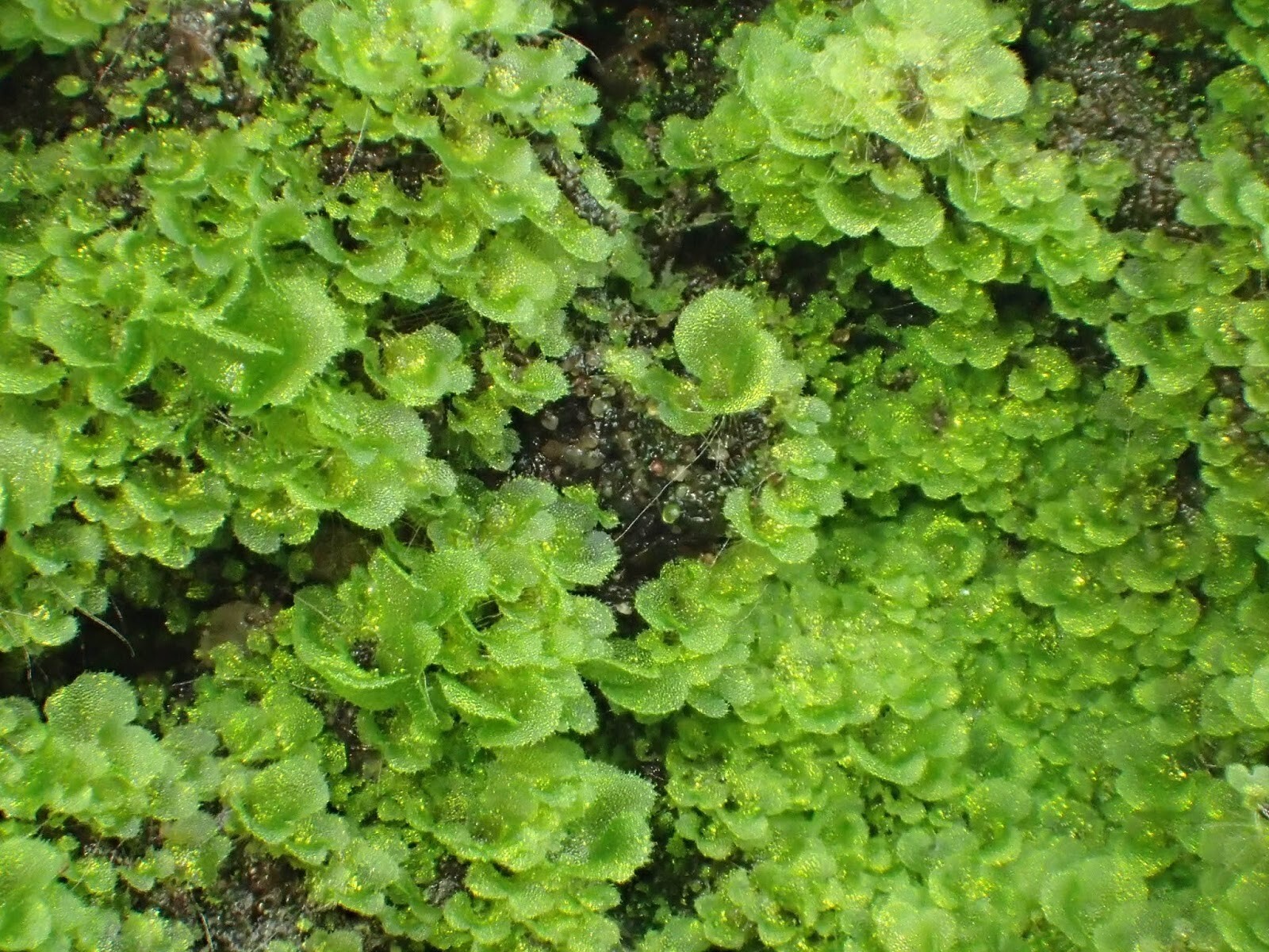 CRESTED TONGUE FERN 1000 SPORES (SEEDS) COLD HARDY mariesgreengarden