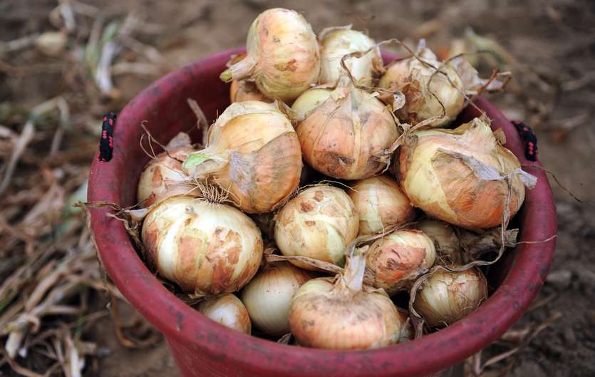 200+EARLY TEXAS GRANO ONION Seed Organic Short Day Spring Fall Vegetable Garden