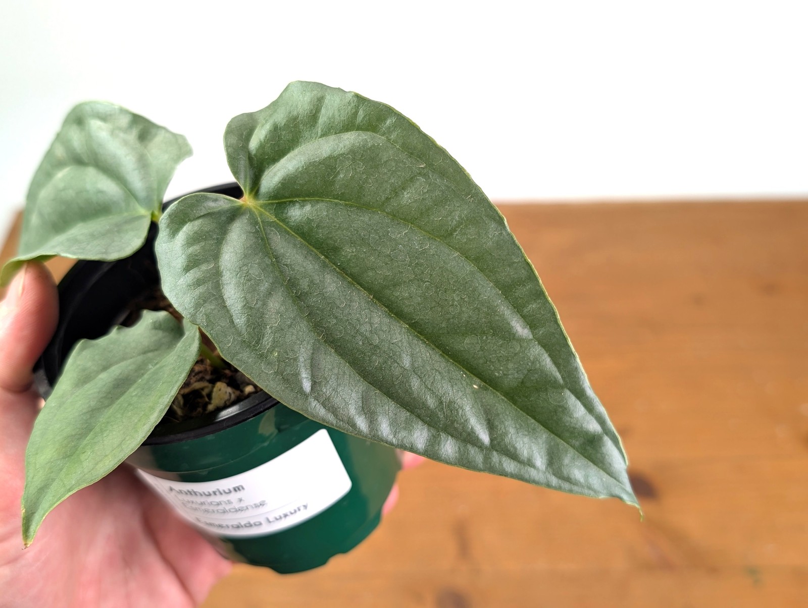 Anthurium Esmeralda Luxury (Luxurians x Esmeraldense)