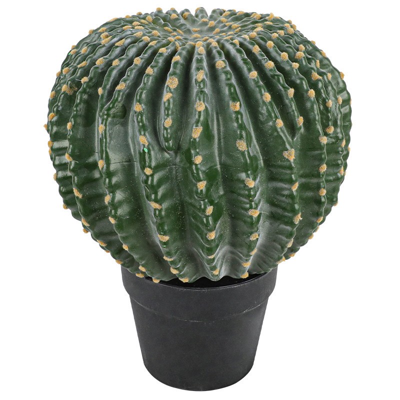 One of Special Beautiful SUCCULENT Cactus Red colour flower rooted plants