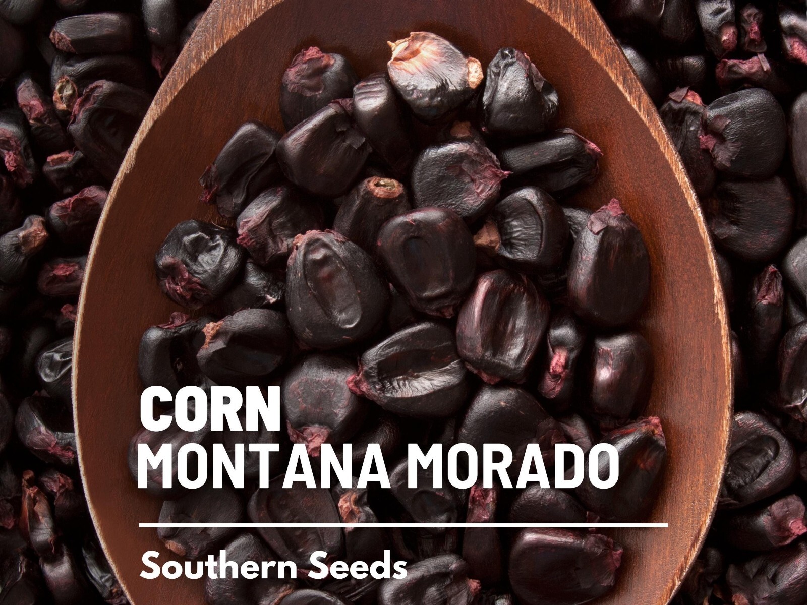 Corn, Morado Montana Maize – 25 Seeds – Heirloom Vegetable (Zea mays)