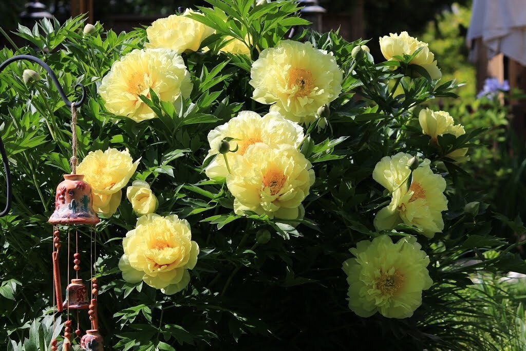 Bartzella Itoh Bareroot Peony, 2-3 Eye, Great for Fall or Spring Planting!