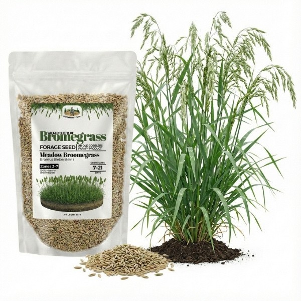 Old Cobblers Farm™ Wicked Tuff Turf Meadow Bromegrass (Grasses) – Season Forage