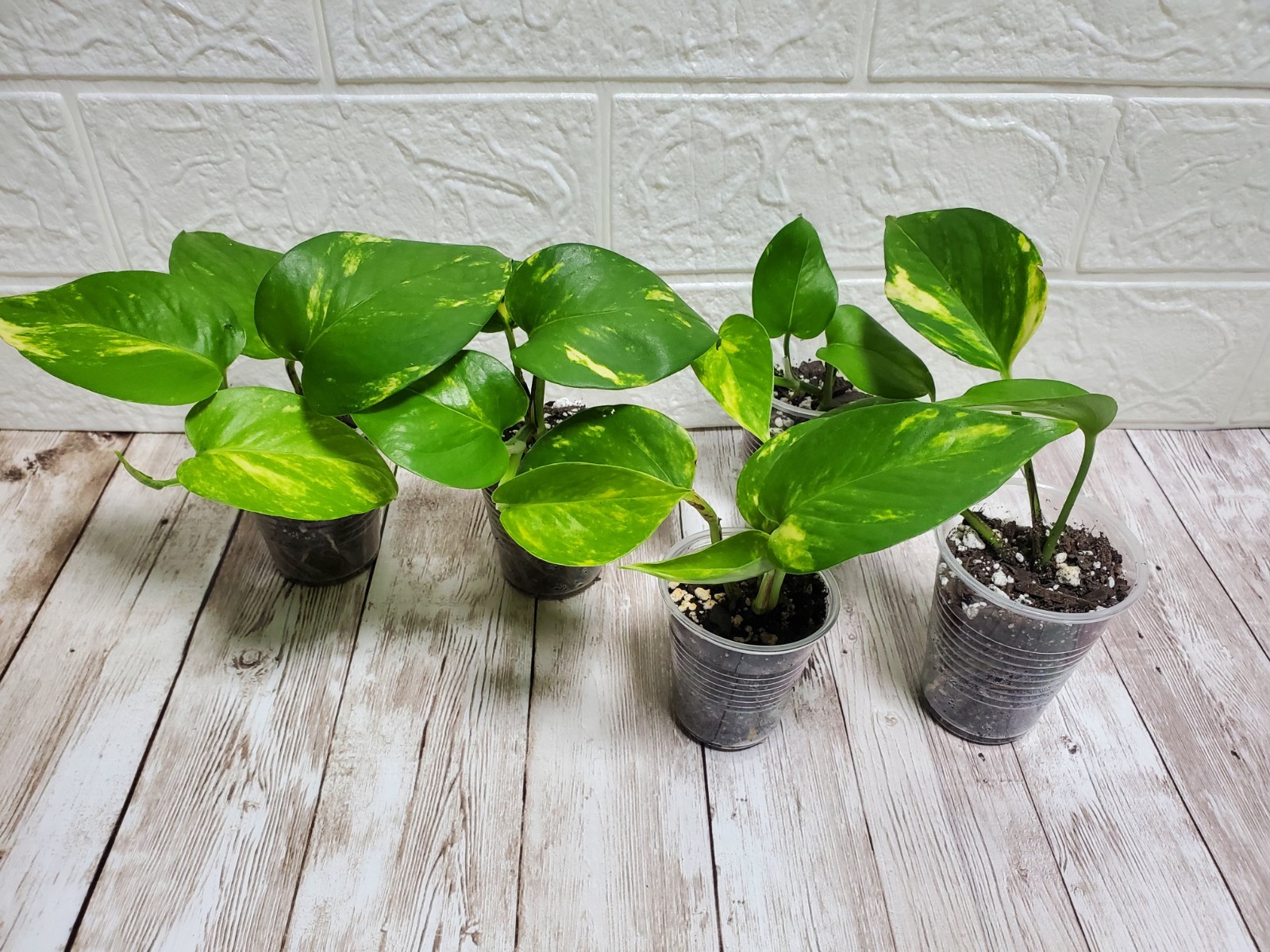 Variegated Giant Golden Pothos Climbing hawaiian Live Starter Plant Rooted