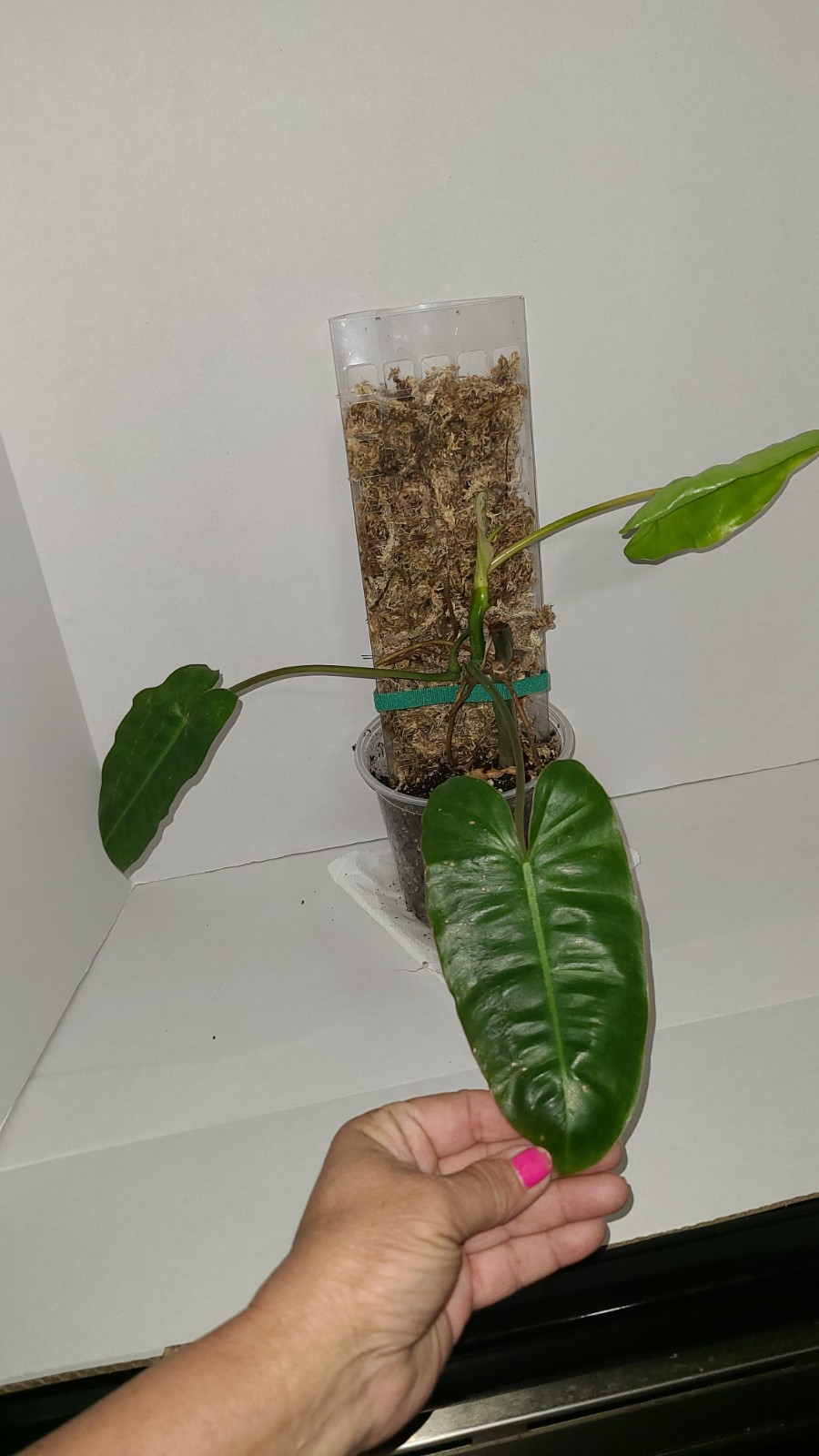 philodendron burle Marx With Moss Pole In 5 Inch Pot. 17 Inches Tall