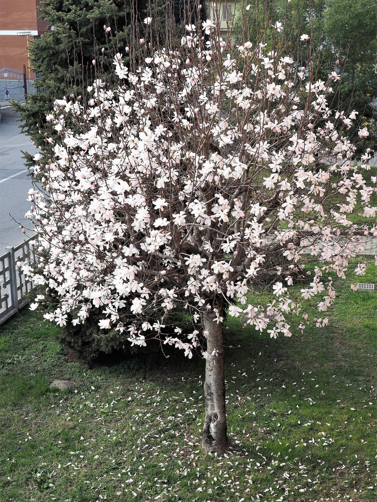 10 SWEETBAY MAGNOLIA Virginiana TREE Shrub Native Laurel White 3″ Flower Seeds