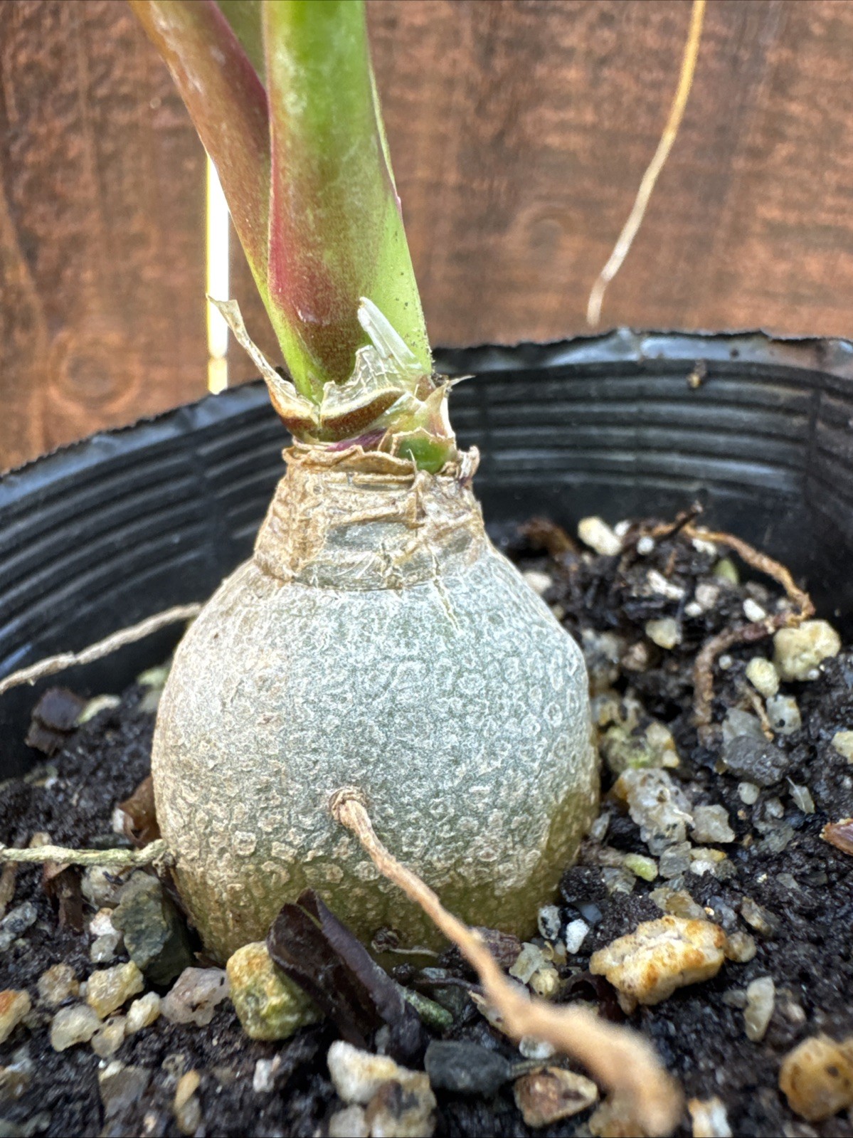 Beaucarnea recurvata Elephant Foot