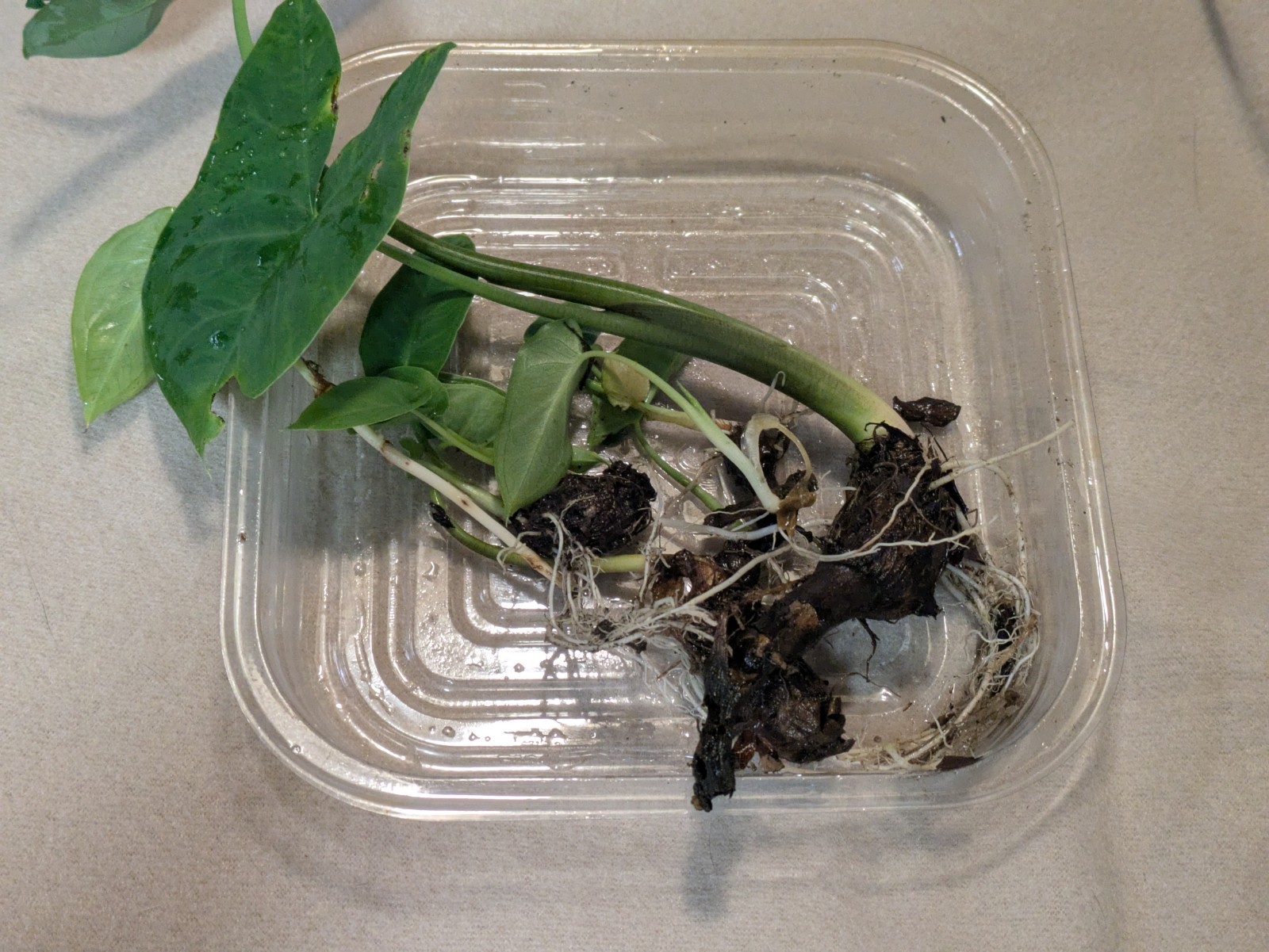Colocasia Small Elephant Ear Bulbs